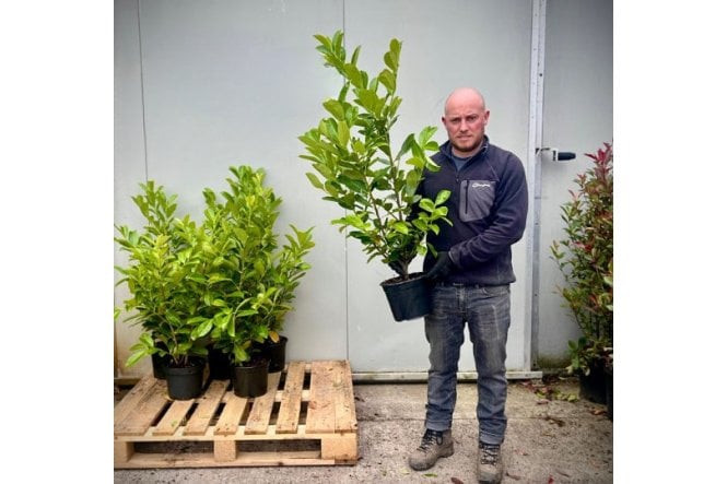 Cherry Laurel - 5 litre