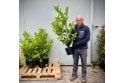 Cherry Laurel - 5 litre