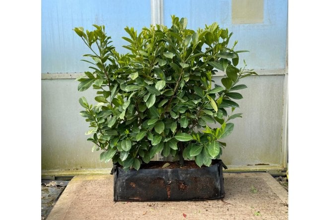 Cherry Laurel - 1m long trough