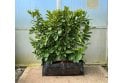 Cherry Laurel - 1m long trough