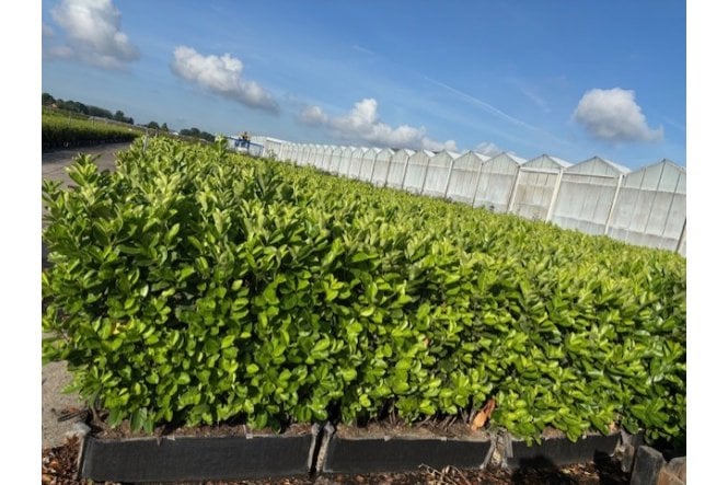 Cherry Laurel - 1m long trough