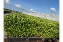 Cherry Laurel - 1m long trough