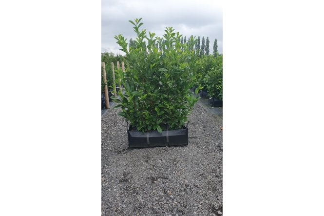 Cherry Laurel - 1m long trough