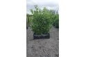 Cherry Laurel - 1m long trough