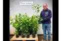 Cherry Laurel - 2 litre