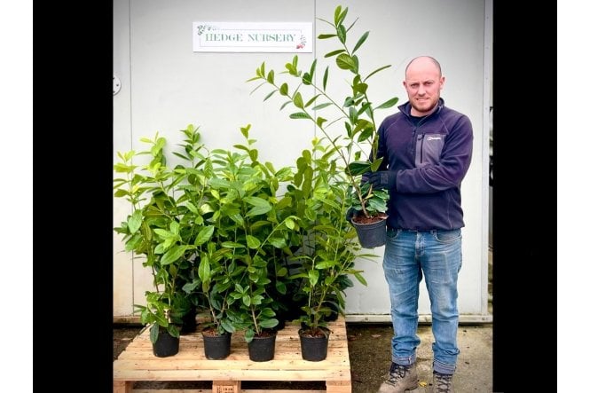 Cherry Laurel - 2 litre