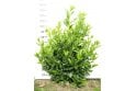 Cherry Laurel - 5 year plant