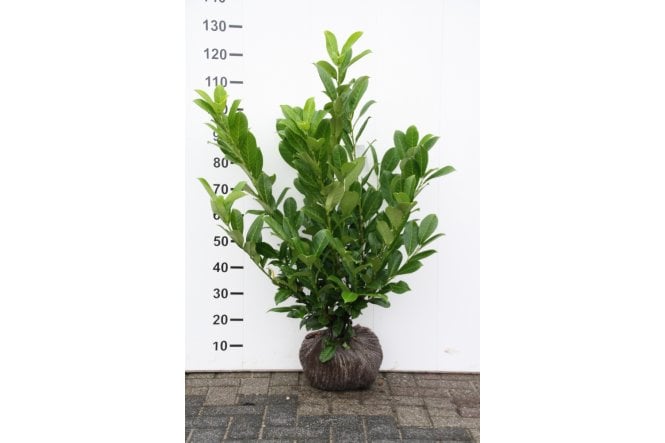 Cherry Laurel - 4 year plant