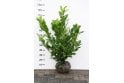 Cherry Laurel - 4 year plant