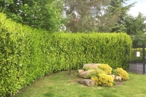 Cherry Laurel hedge plants (Prunus laurocerasus)