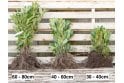 Cherry Laurel