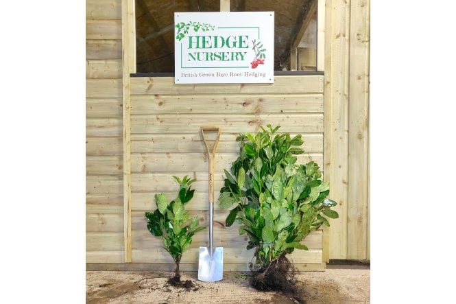 Cherry Laurel
