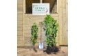 Cherry Laurel