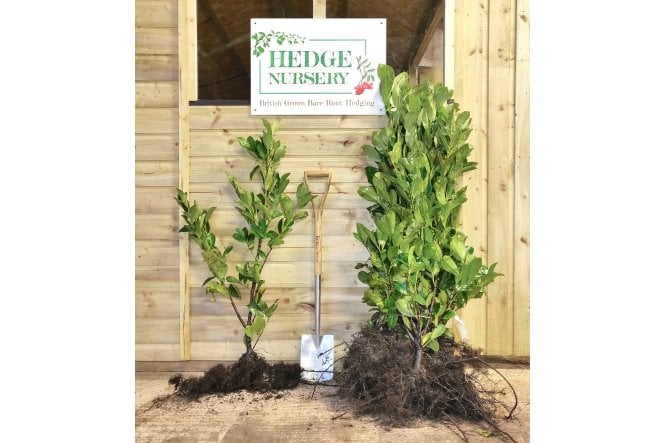 Cherry Laurel