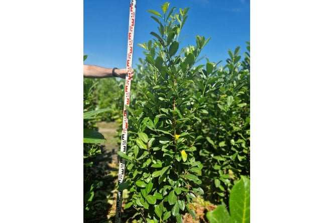 Cherry Laurel - 6 year plant