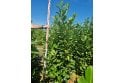 Cherry Laurel - 6 year plant