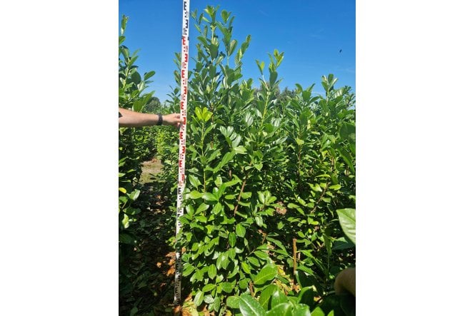 Cherry Laurel - 7 year plant
