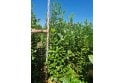 Cherry Laurel - 7 year plant