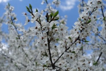 the cherry plums of Prunus cerasifera