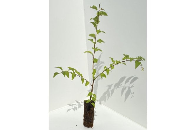 Cherry Plum - cell grown