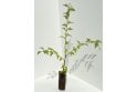 Cherry Plum - cell grown