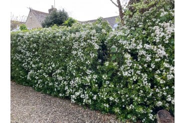 Large hedge of Mexican Orange Blossom (Choisya ternata) plants with abundant clusters of white flowers.