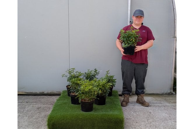 Choisya ternata - 5 litre