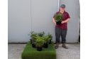 Choisya ternata - 5 litre