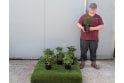Choisya ternata - 2 litre
