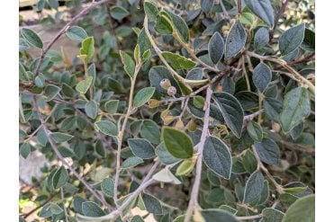 Close up of leaves and berries on Cotoneaster franchetii. A semi-evergreen, prolific flowering and berrying hedging shrub. Great for wildlife and very hardy.