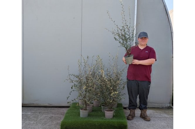 Cotoneaster franchetii - 2 Litre