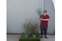 Cotoneaster franchetii - 2 Litre