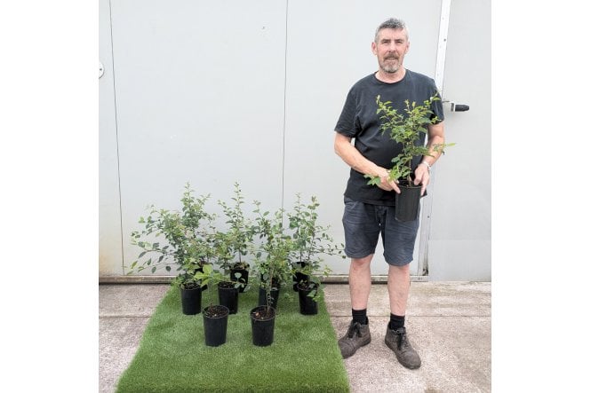 Crab Apple - 2 Litre pot