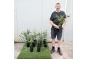 Crab Apple - 2 Litre pot