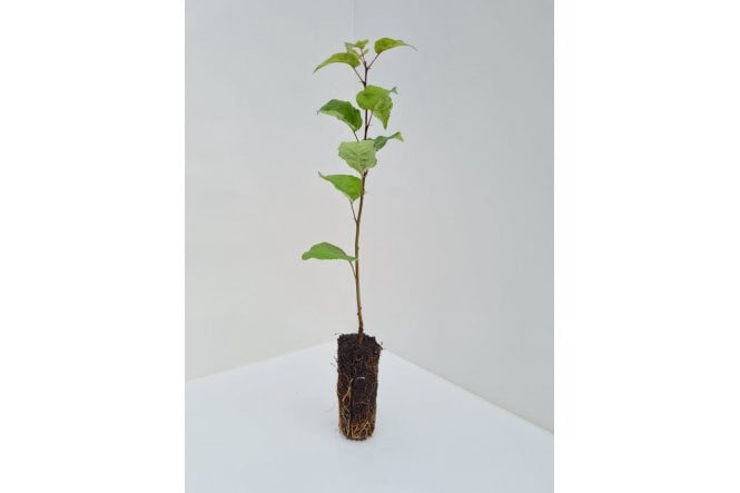 Crab Apple - cell grown