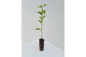 Crab Apple - cell grown