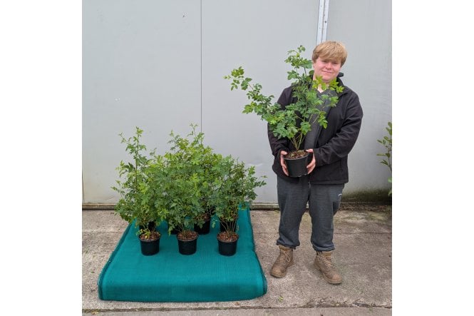 Dog Rose - 2 litre