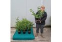 Dog Rose - 2 litre