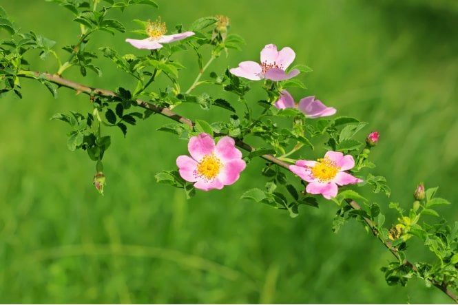 Dog Rose hedge plants (Rosa canina)