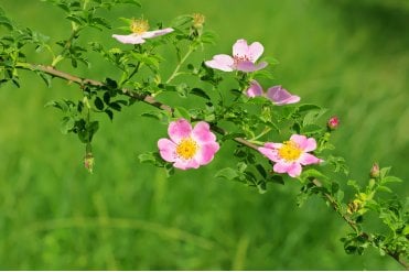 Close up of pale pink flowers on Dog Rose (Rosa canina) with lush green leaves and thorny stems, ideal for native hedgerows, wildlife habitats, and naturalistic garden designs.