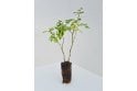Dog Rose - cell grown