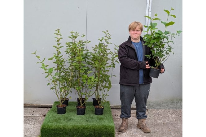 Common Dogwood - 2 litre
