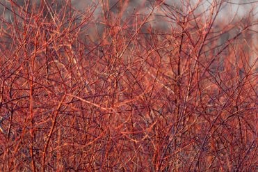 Vibrant red autumn stems of Common Dogwood (Cornus sanguinea hedge with green foliage in spring and summer. Perfect for wildlife hedging and year-round garden interest