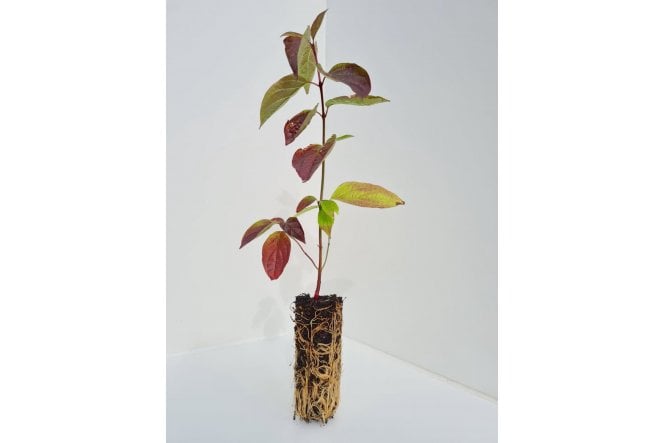 Common Dogwood - cell grown