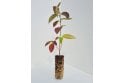 Common Dogwood - cell grown