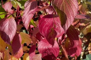 Vibrant red leaves in Autumn on a Cornus alba Siberica plant with slender red stems and lush green leaves in summer, turning a bright crimson in winter. Great as a mixed hedge, or as ornamental planting in rural and urban landscapes.