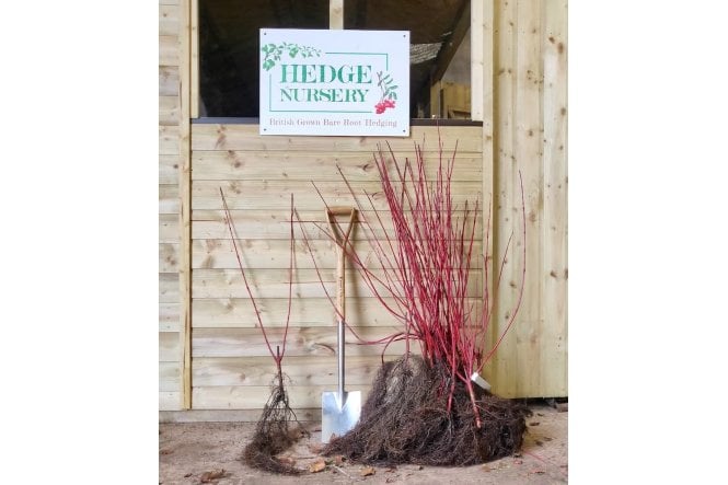 Red Stemmed Dogwood