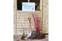 Red Stemmed Dogwood
