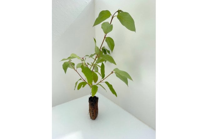 Red Stemmed Dogwood - cell grown