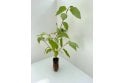 Red Stemmed Dogwood - cell grown